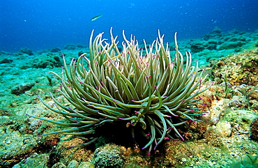 Snakeslock anemone, Anemonia sulcata, Croatia, Istria, Mediterranean Sea