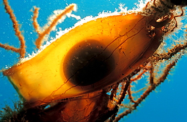 egg of catshark, Scyliorhinus sp., Croatia, Istria, Mediterranean Sea