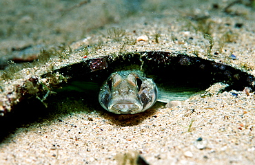 Goby under piece of broken glass, Gobius niger jozo, Croatia, Istria, Mediterranean Sea