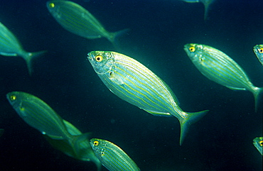 Cow breams, Sarpa salpa, Croatia, Istria, Mediterranean Sea