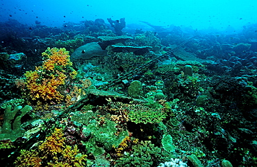 chain cable destroys coral reef, Papua New Guinea, Pacific Ocean