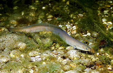 European Eel, Anguilla anguilla, Germany, Bavaria