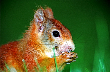 Red Squirrel, Sciurus vulgaris, Germany, Bavaria