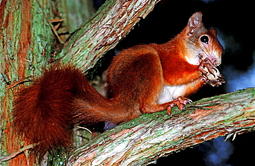 Red Squirrel, Sciurus vulgaris, Germany, Bavaria