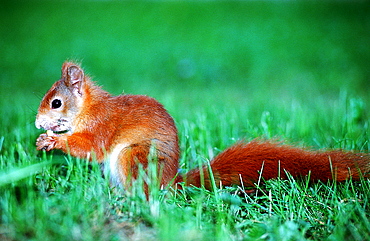 Red Squirrel, Sciurus vulgaris, Germany, Bavaria