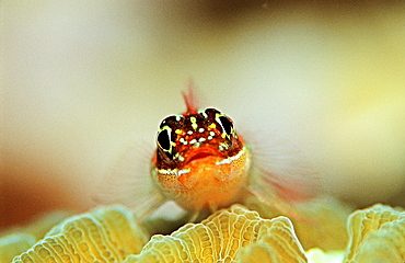 Striped triplefin, Helcogramma striata, Maldives Islands, Indian Ocean