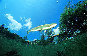 rainbow trout, Oncorhynchus mykiss, Germany, Bavaria