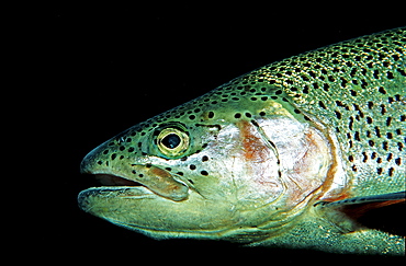 rainbow trout, head portrait, Oncorhynchus mykiss, Germany, Bavaria