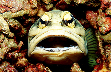 Jawfish, Opistognathus dendriticus, Malaysia, Pazifik, Pacific ocean, Borneo, Lankayan