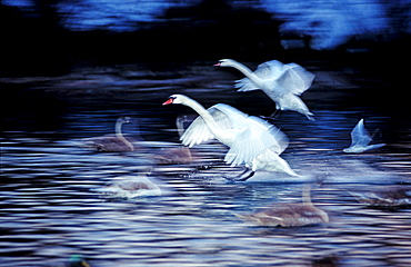 MUTE SWAN LANDING ON WATER, CYGNUS OLOR, Germany, Bavaria, Isar, Munich