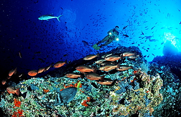 Schooling snapper and scuba diver, Lutjanus sp., Costa Rica, Cocos Island, South america, Latin america