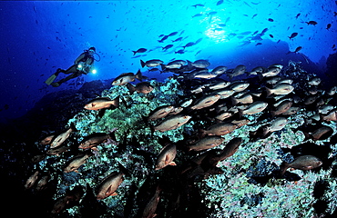 Schooling snapper and scuba diver, Lutjanus sp., Costa Rica, Cocos Island, South america, Latin america