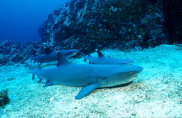 Resting Whitetip reef shark, Triaenodon obesus, Costa Rica, Cocos Island, South america, Latin america