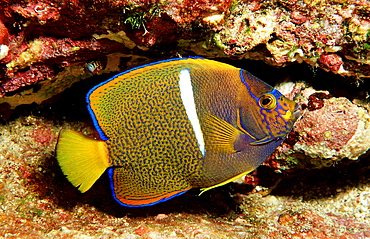 Juvenile Galapagos Angelfish, Holocanthus passer, Costa Rica, Cocos Island, South america, Latin america