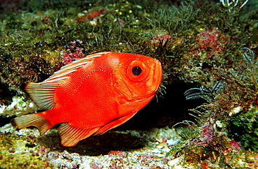 Bigeye, Priacanthus hamrur, Costa Rica, Cocos Island, South america, Latin america