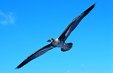 Blue-footed Booby, Sula nebouxii, South america, Gal?pagos, Galapagos, Island