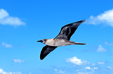 Blue-footed Booby, Sula nebouxii, South america, Gal?pagos, Galapagos, Island