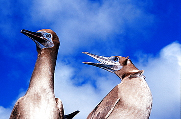 Blue-footed Booby, Sula nebouxii, South america, Gal?pagos, Galapagos, Island