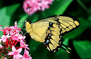 Swallowtail Butterfly, Papilio thoas, Costa Rica, South america, La Paz Waterfall Gardens, Peace Lodge