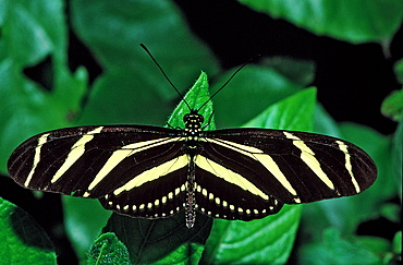 Zebra Longwing, poisonous butterfly, Heliconius charithonia, Costa Rica, South america, La Paz Waterfall Gardens, Peace Lodge