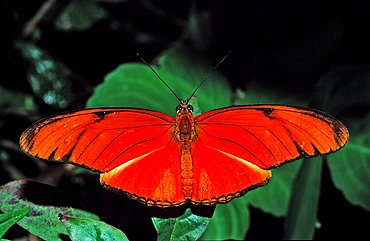 Julia Butterfly, Dryas iulia, Costa Rica, South america, La Paz Waterfall Gardens, Peace Lodge