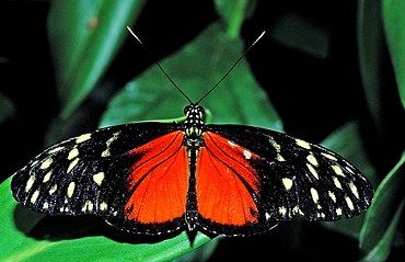 Heliconius butterfly, Tiger Longwing, Heliconius hecale, Costa Rica, South america, La Paz Waterfall Gardens, Peace Lodge