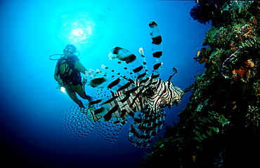 lionfish, turkeyfish and scuba diver, Pterois volitans, Australia, Pacific Ocean, Coral Sea