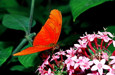 Julia Butterfly, Dryas iulia, Costa Rica, South america, La Paz Waterfall Gardens, Peace Lodge