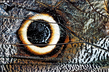 Tropical Morpho Peleides butterfly, detail of the wing, eye, Morpho beleides, Costa Rica, South america, La Paz Waterfall Gardens, Peace Lodge