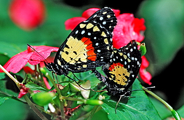 Two mating tropical Butterflies, Butterfly, Sex, Costa Rica, South america, La Paz Waterfall Gardens, Peace Lodge