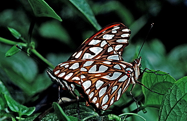 Two mating tropical Butterflies, Butterfly, Sex, Costa Rica, South america, La Paz Waterfall Gardens