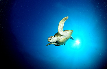 Green sea turtle, green turtle, Chelonia mydas, Philippines, Pacific ocean