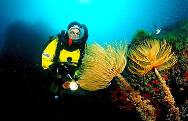 Fan worm and scuba diver, Spirographis spallanzani, Spain, Mediterranean Sea, Costa Brava