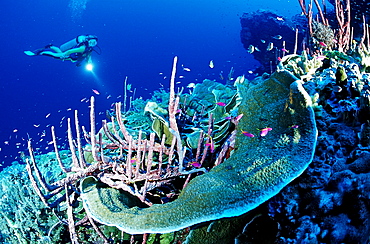 Scuba diver and coral reef, Papua New Guinea, Pacific Ocean