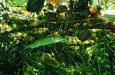 pike, Esox lucius, Germany, Bavaria