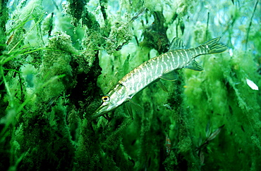 pike, Esox lucius, Germany, Bavaria