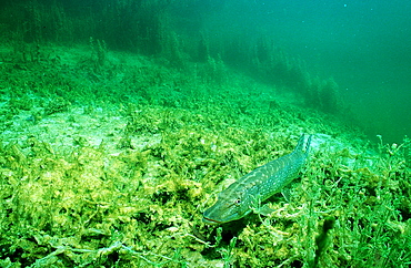 pike, Esox lucius, Germany, Bavaria, Ammersee