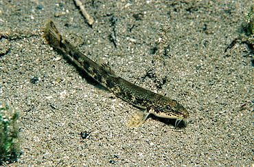 Stone loach, Barbatula barbatula, Austria, Blindsee, Tirol