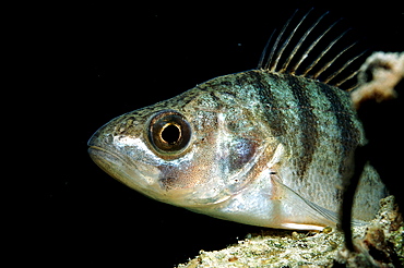 perch, Perca flluviatilis, Germany, Bavaria, Starnberger See