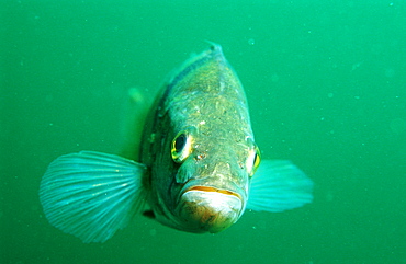 perch, Perca flluviatilis, Germany, Bavaria, Starnberger See