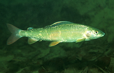 Grayling, Thymallus thymallus, Austria, Salzkammergut, Traun