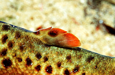 Second dorsal, adipose, trout, Salmo trutta, Austria, Fernsteinsee, Tirol