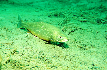 Charr, Salvelinus alpinus, Germany, Badersee, Zugspitze