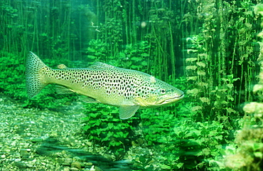 Trout, Salmo trutta, Germany, Starnberger See