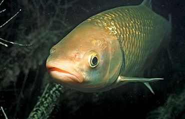 chub, Leuciscus cephalus, Germany, Starnberger See