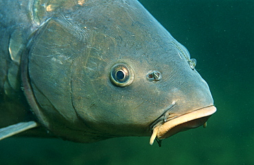 carpe, Cyprinus carpio, Germany, Bavaria, Starnberger See