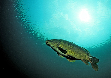 carpe, Cyprinus carpio, Germany, Bavaria, Starnberger See