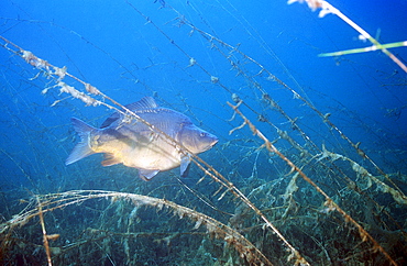 carpe, Cyprinus carpio, Germany, Bavaria, Starnberger See