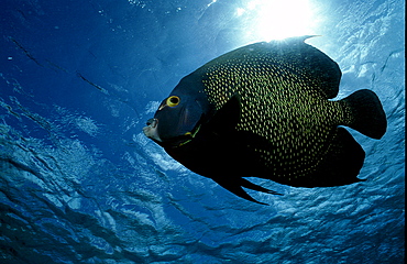 French Angelfish, Pomacanthus paru, Bonaire, Caribbean Sea