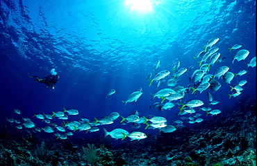 Bigeye trevally and scuba diver, Caranx sexfasciatus, Bonaire, Caribbean Sea